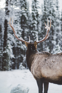 teapalm:  (Tasha Marie) | Elk in Banffinsta | prints 