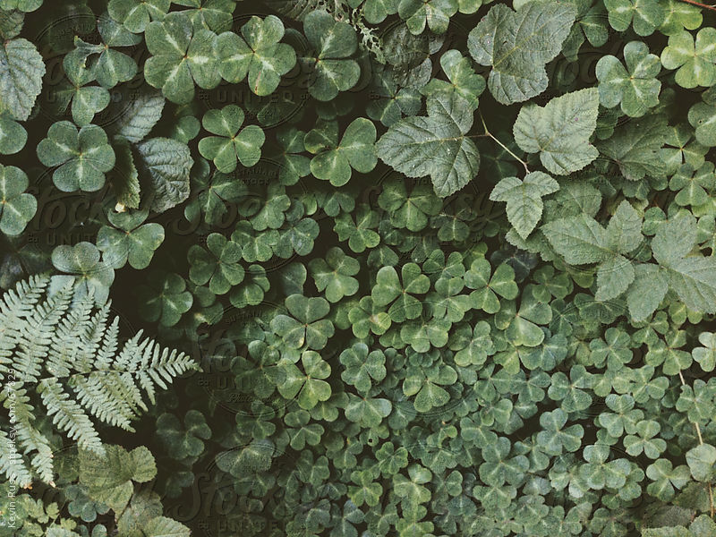  Forest Foliage by Kevin Russ             