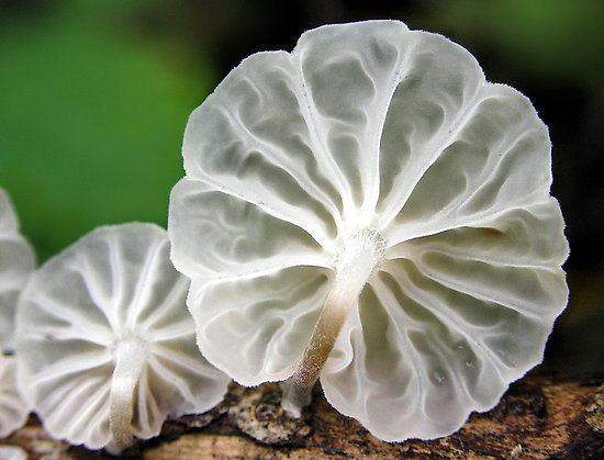 libutron:  Macro shot of the underside of an unidentified black-stemmed Marasmius