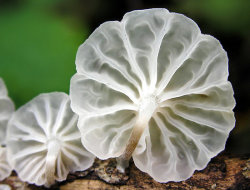 Libutron:  Macro Shot Of The Underside Of An Unidentified Black-Stemmed Marasmius