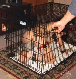 kajkelli:  ultrasluttyalter-ego:  ropealltheway:  Daily BDSM HD Photos HERE  Cages and a fucking tail, *whimpers* these are two of my absolute favorite fantasies  could be worse.  the green button.  Score: 8 
