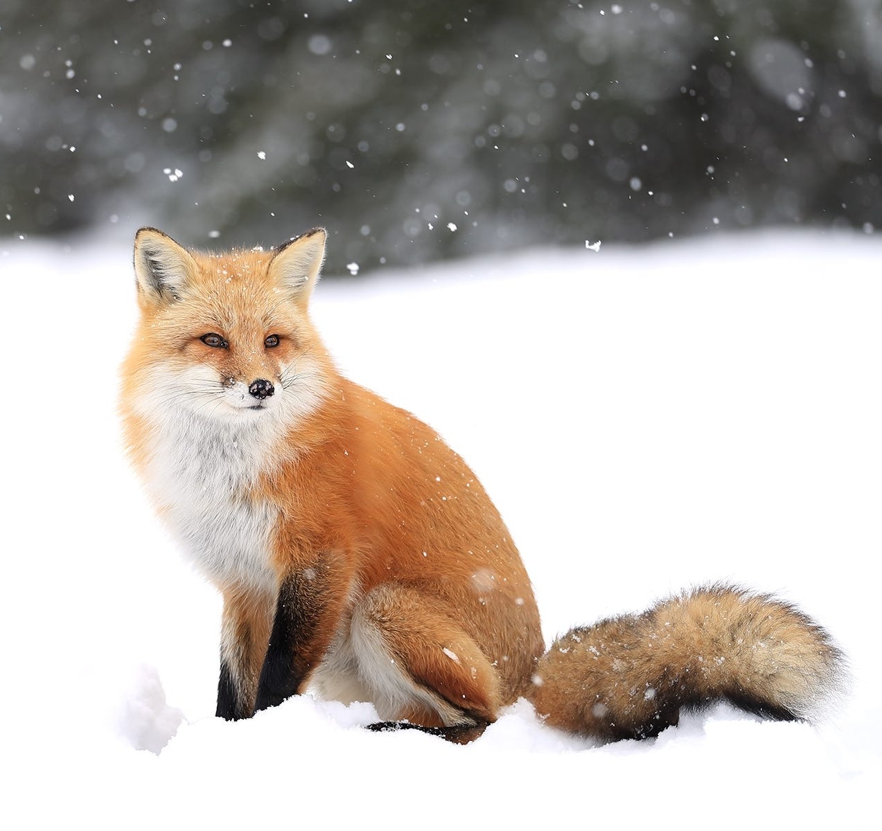 beautiful-wildlife:Winter Wonderland by © Megan Lorenz