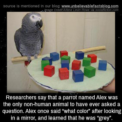 unbelievable-facts:  Researchers say that a parrot named Alex was the only non-human animal to have ever asked a question. Alex once said “what color” after looking in a mirror, and learned that he was “grey”.  