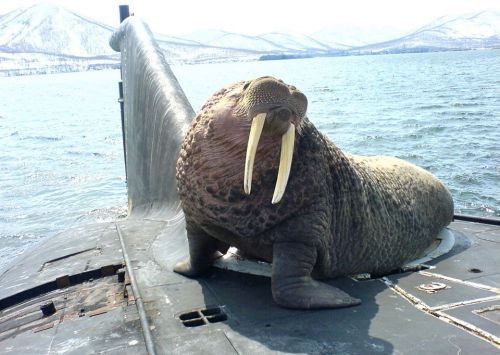 queermobile:hungryghoast:semperannoying:A friendly walrus on a Russian submarine.Love that walruslov