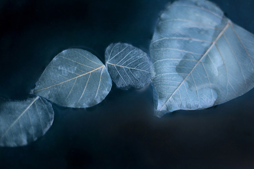 rooo:Miya Ando’s – Flotilla of 1,000 Bioluminescent Leaves