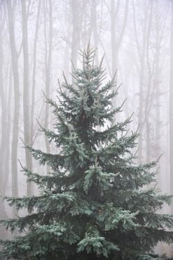 theshoreandthesea:  Sapin 