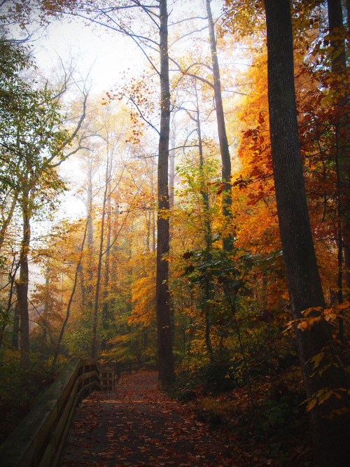 wynndy:A bridge, fall, and magnificent color.  On the path in North Carolina.