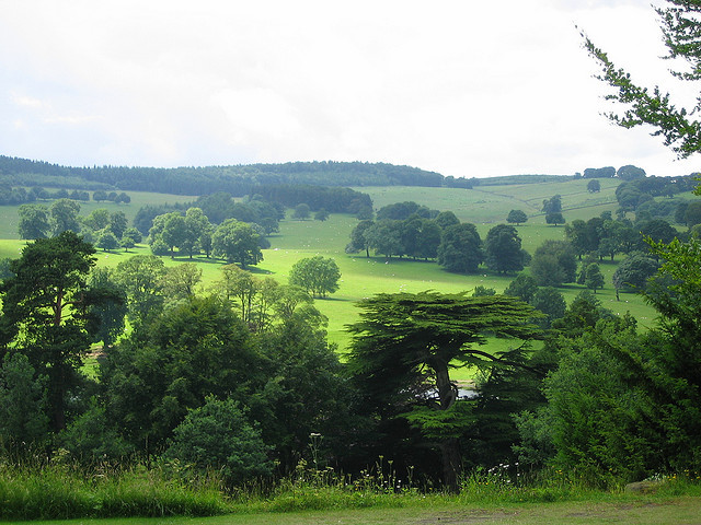 englishsnow:   UGArdener 