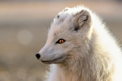 everythingfox: Arctic Fox : Alexander Signäs