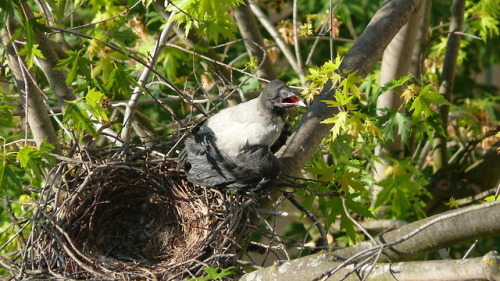 Серая ворона (Corvus cornix).часть 1