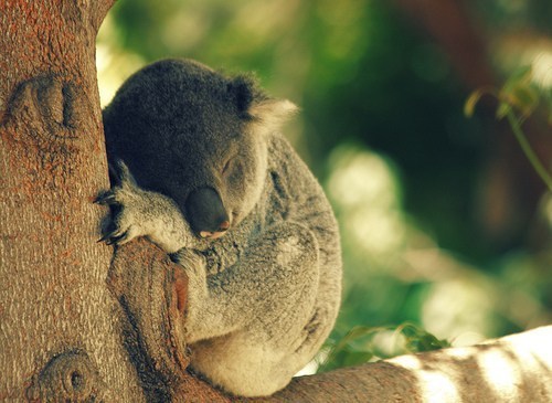 dirtyhippieproductions:  Go hug a Tree! ☮  ❤ ॐ 