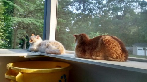 Sun loaves