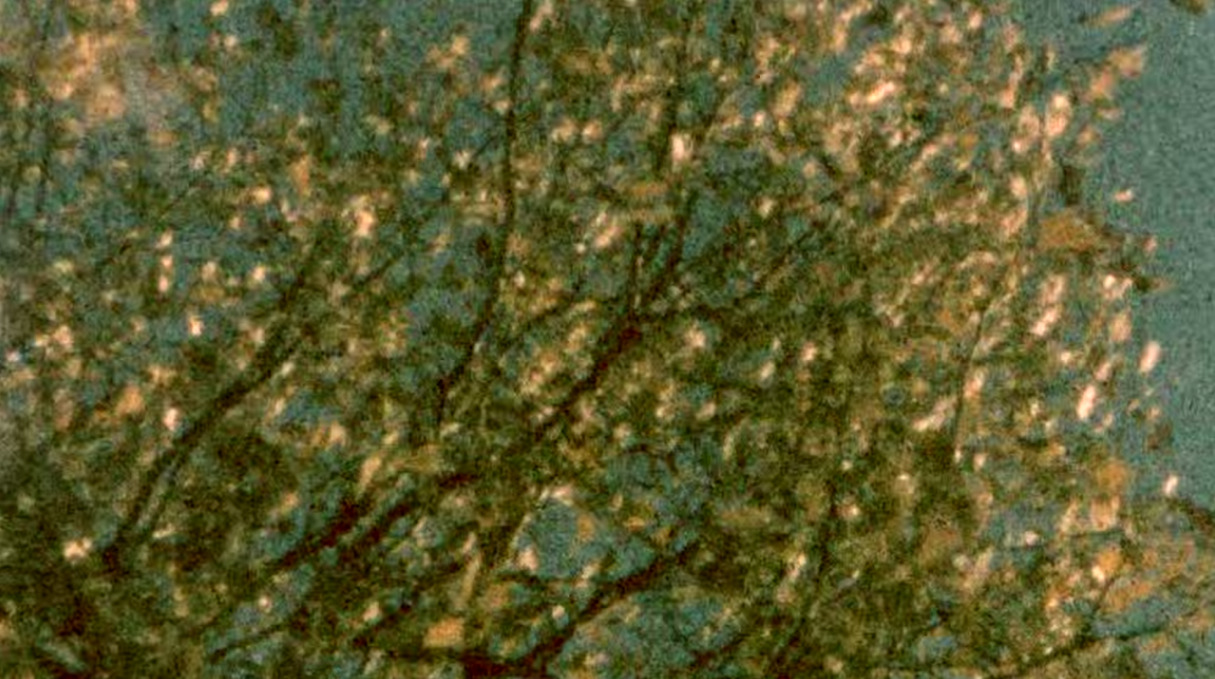 a-quiet-life: 1977, Kodak 160G Super 8 film (expired) 