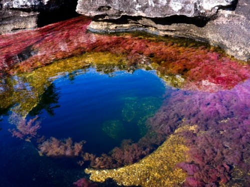 Cano Cristales, the most colorful river! bit.ly/1xZYOvu 