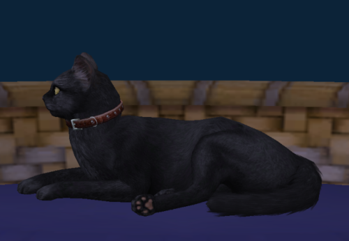 And Well End With A Final Picture Of All The Kitties. Or Most Of Them. I Think I Missed One Black Kitten.