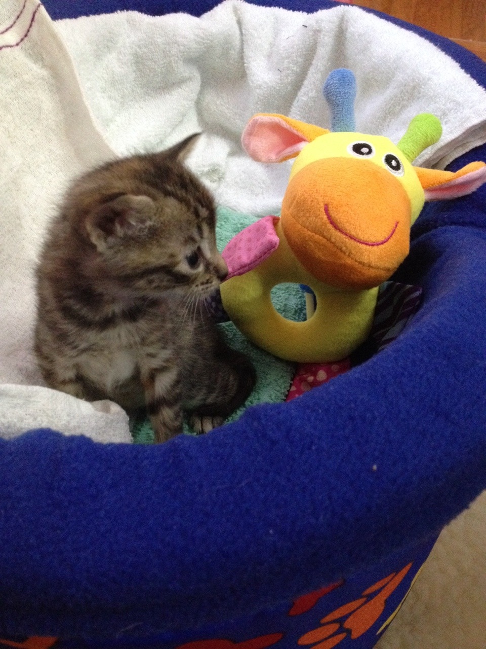 la-weirdheart:  El nuevo integrante❤️ apenitas un mes🍼 pero bien travieso😼