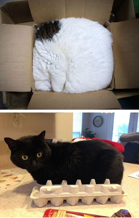 palmist:paigeabendroth:chauvinistsushi:tastefullyoffensive:If It Fits, I Sits [via]Previously: Cats 