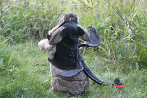 scotchtrooper:      reberrycosplayandcostuming:  “I am fire, I am death, I am fluff.”Spent today dressing up my pet rabbits Sunshine and Hazel as Stormfly and Toothless from “How To Train Your Dragon”. Cutness overload achieved. Enjoy