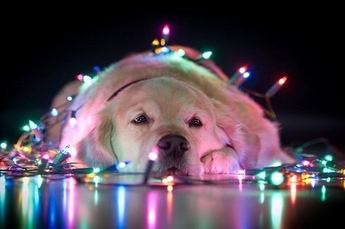 wonderous-world:  Merry Christmas Eve from the dogs! I hope everyone has a wonderful Christmas! (Photos 1, 2, 3, 4, 5) 