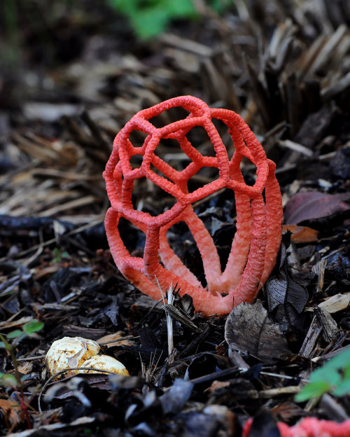 mauriice:  foamastuh:  rosieandherramblings:   fancyadance:  1. Bleeding Tooth Fungus 2. Schizophyllum Commune 3. Rhodotus Palmatus 4. Porcellain Fungus 5. Leratiomyces 6. Cup Fungus 7. Cyathus Striatus 8. Phallus Indusiatus 9. Clathrus Ruber 10. Geastrum