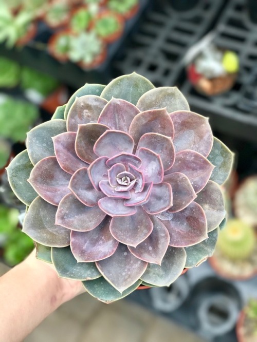 succ-you-lents: They always have these massive echeveria!