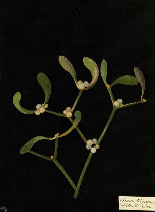 heaveninawildflower: Mistletoe by Mary Delany (1700-1788).British Museum. Wikimedia.