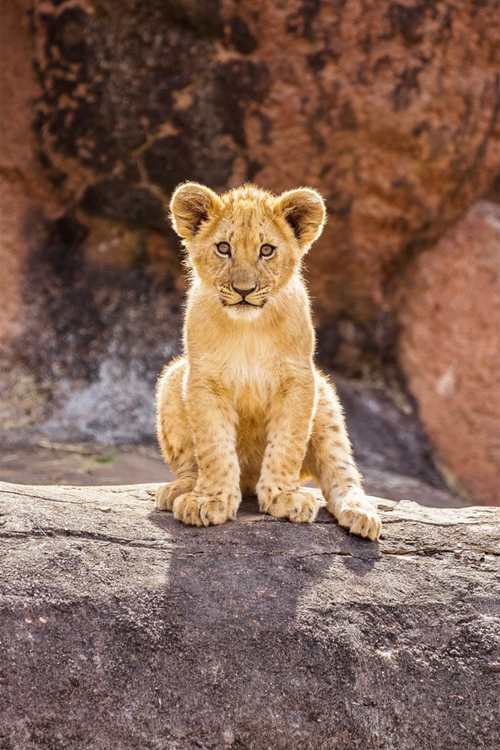 plasmatics:  Cute Lion Cub [via/more] By Aric Jaye 