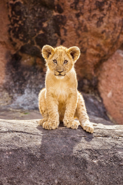 plasmatics:  Cute Lion Cub [via/more] By
