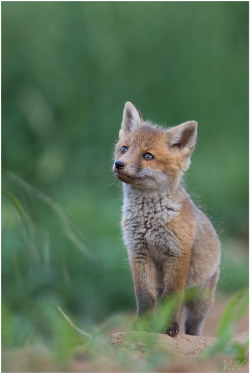 beautiful-wildlife:  Fox Kit by Valentin Heimer