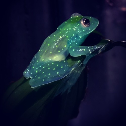 ftcreature:   Glass Frog glows like a constellation within the dark of the South American rainforest. 