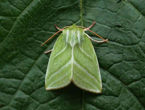 end0skeletal: The Green Silver-lines (Pseudoips prasinana) is a moth common in wooded regions of Nor