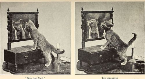 providencepubliclibrary: From: Alexander and Some Other Cats. Sarah J. Eddy. Boston: Marshall J