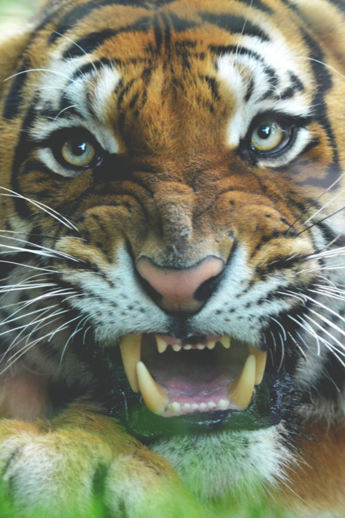 nicarlos:  Tiger