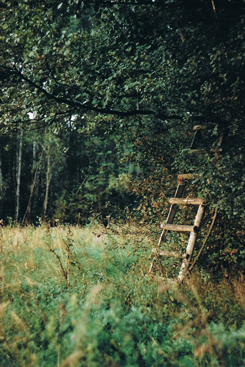bleaken:  vintage &amp; nature blog