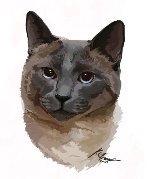 #petportrait #petportraitartist #catportrait #catportraitartist #catpainting #sealpointsiamese #siam