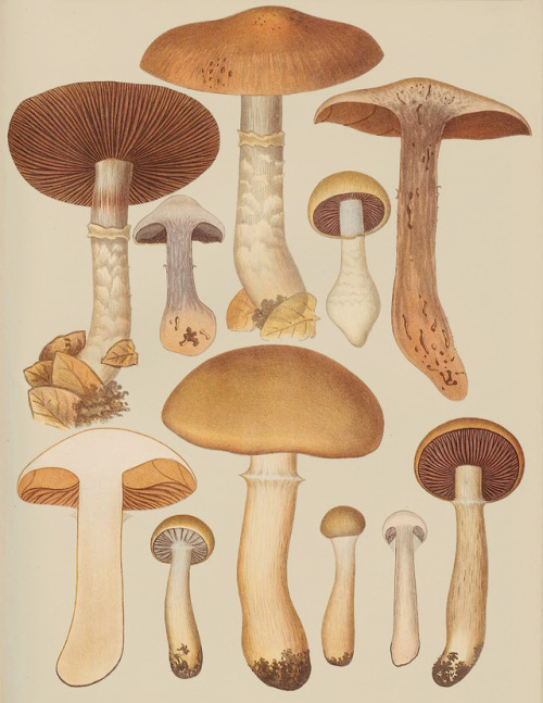 clawmarks:Icones selectae hymenomycetum nondum delineatorum - Elias Magnus Fries - c.1867-1884 - via