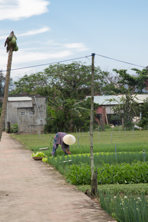 Tra Que Organic Farm Location: Hoi An, VietnamBy Chopt Creative Director Julia ShermanI like to desc