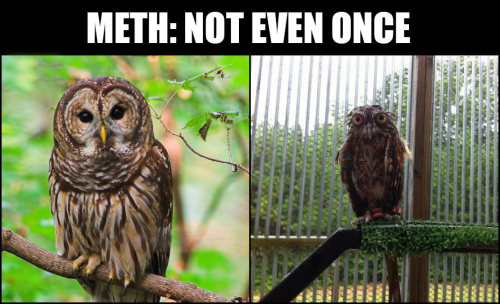 meth