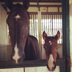 normajeane2446:  warmbl00d:  Lola & Lolita