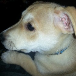 insanecorgi:  corgiaddict:   More of Atlas puppy :))  is it greedy to say I want even MOAR Atlas puppy?!