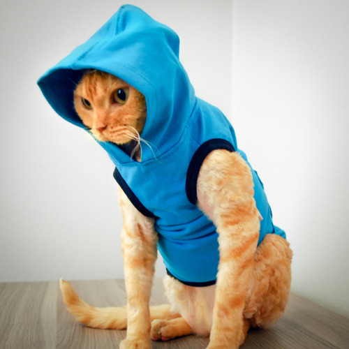caterville:  It’s All Good in the Hood 