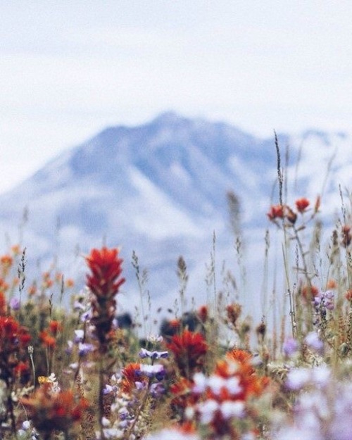 Wildflower Moodboard