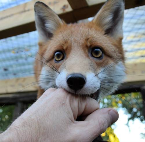 onegreenplanet:Meet Pudding, the photogenic fox that’s too friendly to be released into the wild