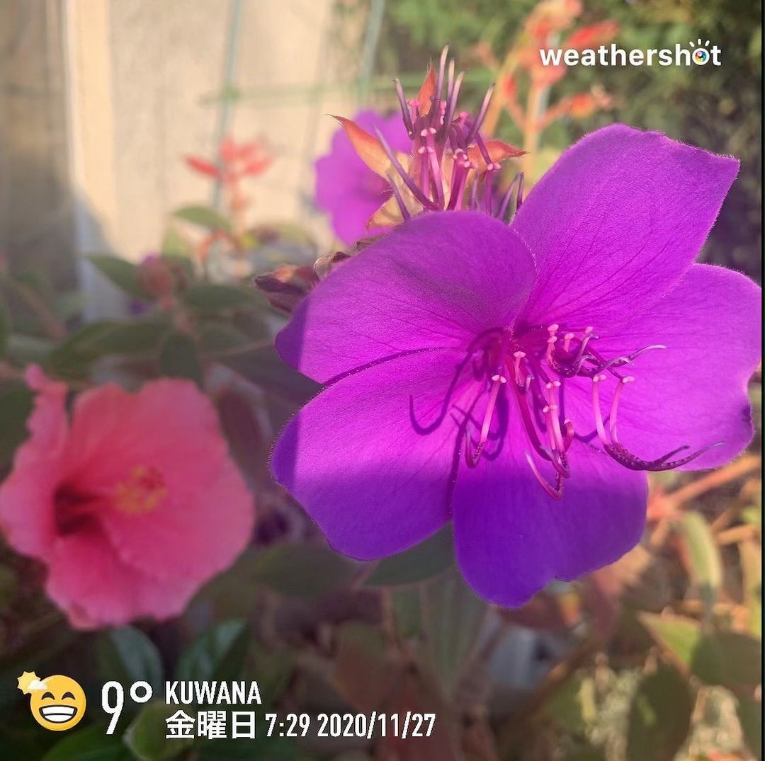 野牡丹 Explore Tumblr Posts And Blogs Tumgir 野牡丹 Explore Tumblr Posts And Blogs Tumgir