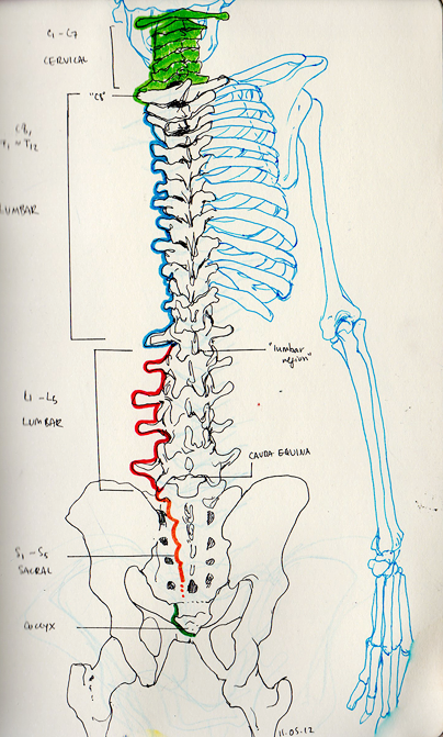 mallius:  some of my sketchbook notes/drawings from my physio/anatomy lectures!!