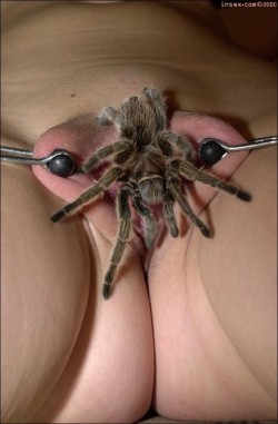 feminist-rapebait:  feminist-rapebait:  HAHA WTF  This is the second time I’ve seen a tarantula inexplicably chilling on some girl’s pussy and   I just want answers  Yea&hellip; No. That shit ain&rsquo;t cool.