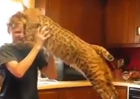 He looks sweet, but this bobcat isn’t ‘showing his love’
This popular YouTube video of a bobcat rubbing his cheek on a boy has elicited 'awws’ from many viewers, but this big cat isn’t showing affection — he’s marking his property.