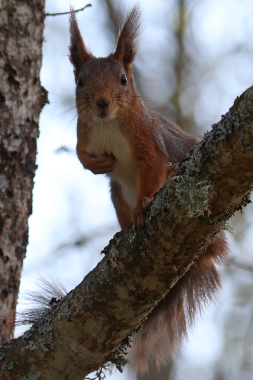 Red squirrel/ekorre. Värmland, Sweden (May 8, 2022). 