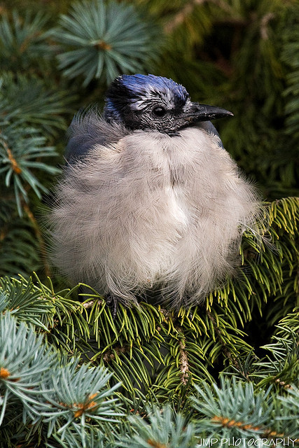 funnywildlife:  Baby Blue by James Marvin Phelps on Flickr.Fledgling Blue Jay Riverview,