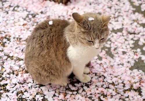 cutencats:  L I V E / L O V E @cutencats